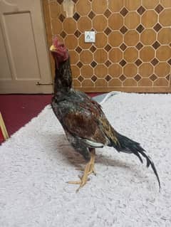 aseel and goldan misri for sale