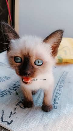 Siamese kittens