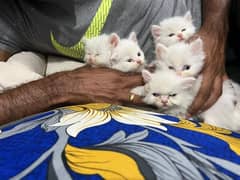 Low Rs| Cat| baby| Blue Eyes| Persian| Kittens| Punch'