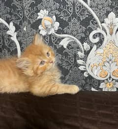 Low Rs| Cat| baby| Blue Eyes| Persian| Kittens| Punch"