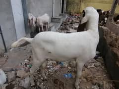 7month qurbani ka tiyaar dumba