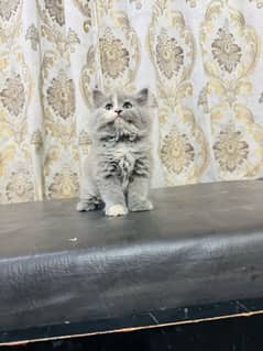 Low Rs| Cat| baby| Blue Eyes| Persian| Kittens| Punch"