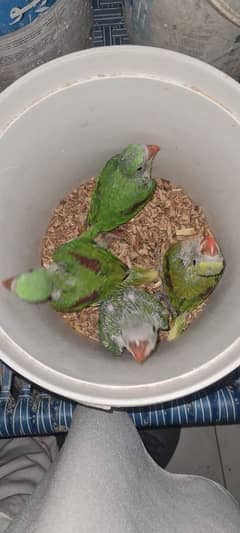 raw parrot tota chicks