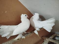 White English fantail