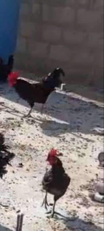 Australorp Murgi and murga 1