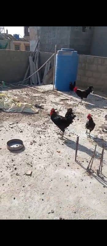 Australorp Murgi and murga 2