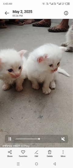 Persian female 2 kittens 4