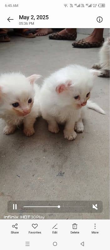 Persian female 2 kittens 4 0