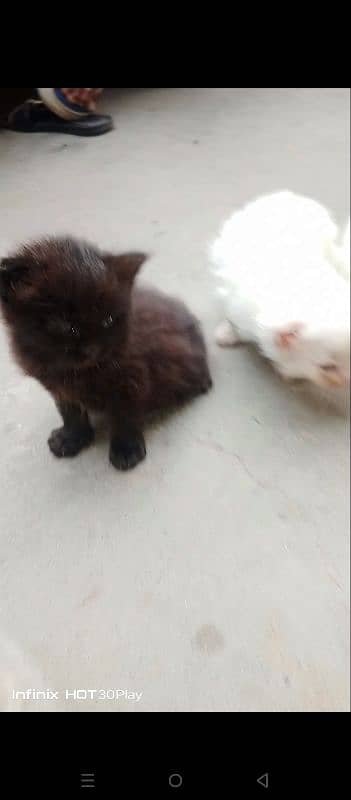 Persian female 2 kittens 4 1