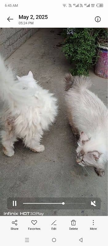 Persian female 2 kittens 4 4