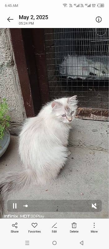 Persian female 2 kittens 4 5