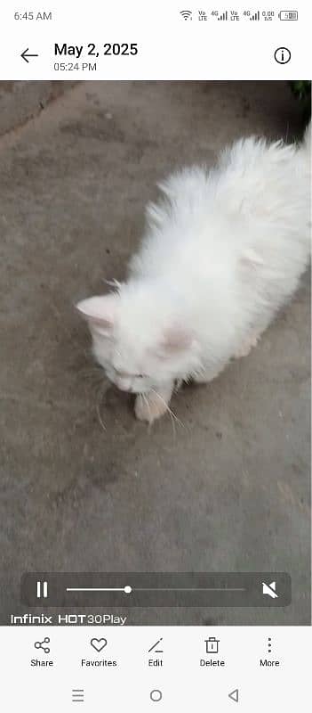 Persian female 2 kittens 4 6