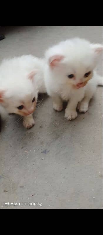 Persian female 2 kittens 4 7