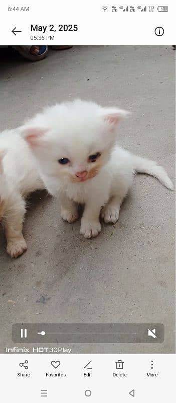 Persian female 2 kittens 4 8