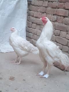 heera aseel Chicks for sale