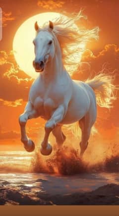 horse in the sunset