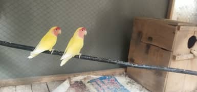 love bird