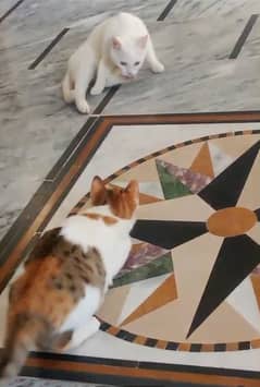 2 female Cats
