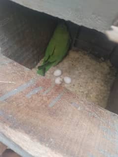 ringneck pair