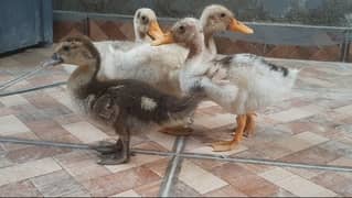 Ducks