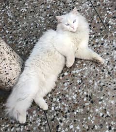 Turkish angora (pregnent)