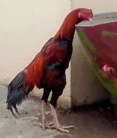 Aseel