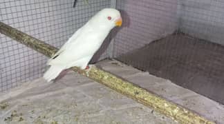 some love birds for sale