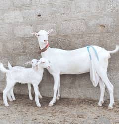 Tapri Bakri with 2 kid's