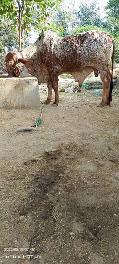 2Dant