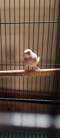 Gouldian