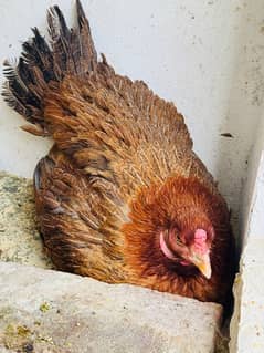 Kurk Aseel Maadi (Broody aseel hen) for Sale 03025311096