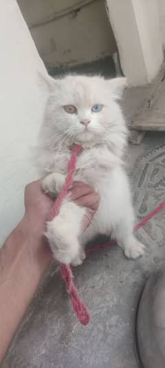 Persian female cat one eyes blue one brown