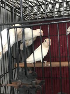 Albino