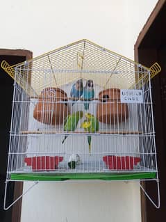 parrot