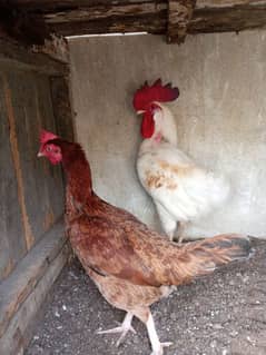 desi hens pair aseel