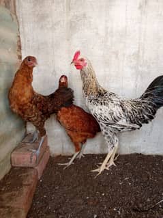 desi hens pair aseel