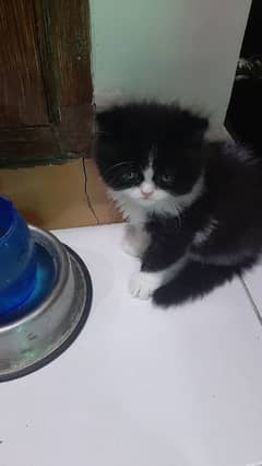 Persian