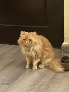 pure persian kittens and cats