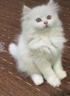 Persian beautiful Cat for sale/0320/69/30/694 my WhatsApp number