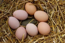 fertile desi eggs