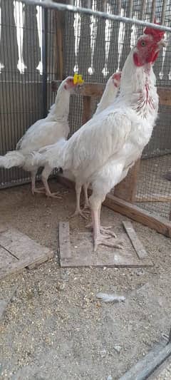 Heera aseel tireo pair
