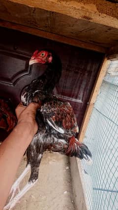 Ghar