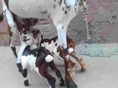 Bht dood wali nasli bakri, 2 bchy sath hn- 0335-5418890