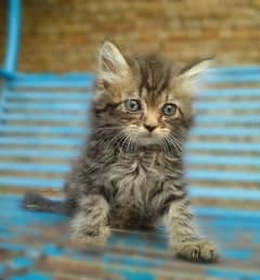 Persian Male Cat for Sale Vaccinated