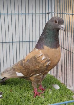 pishori