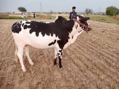 Qurbani ka janwar