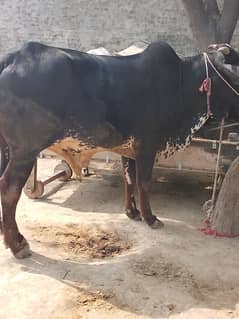 vehra