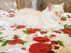 Persian Cat