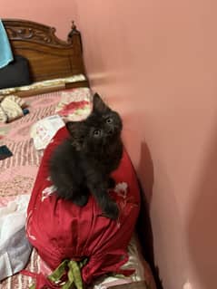 Persian cat female