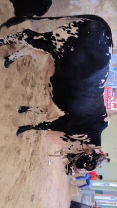 bachra